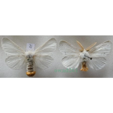 Euproctis chrysorrhoea (Linnaeus, 1758) pair Kuprówka rudnica Czech2j